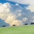 “满眼的绿色，蓝天白云☁️，成群的牛羊马是草原最好的文案”