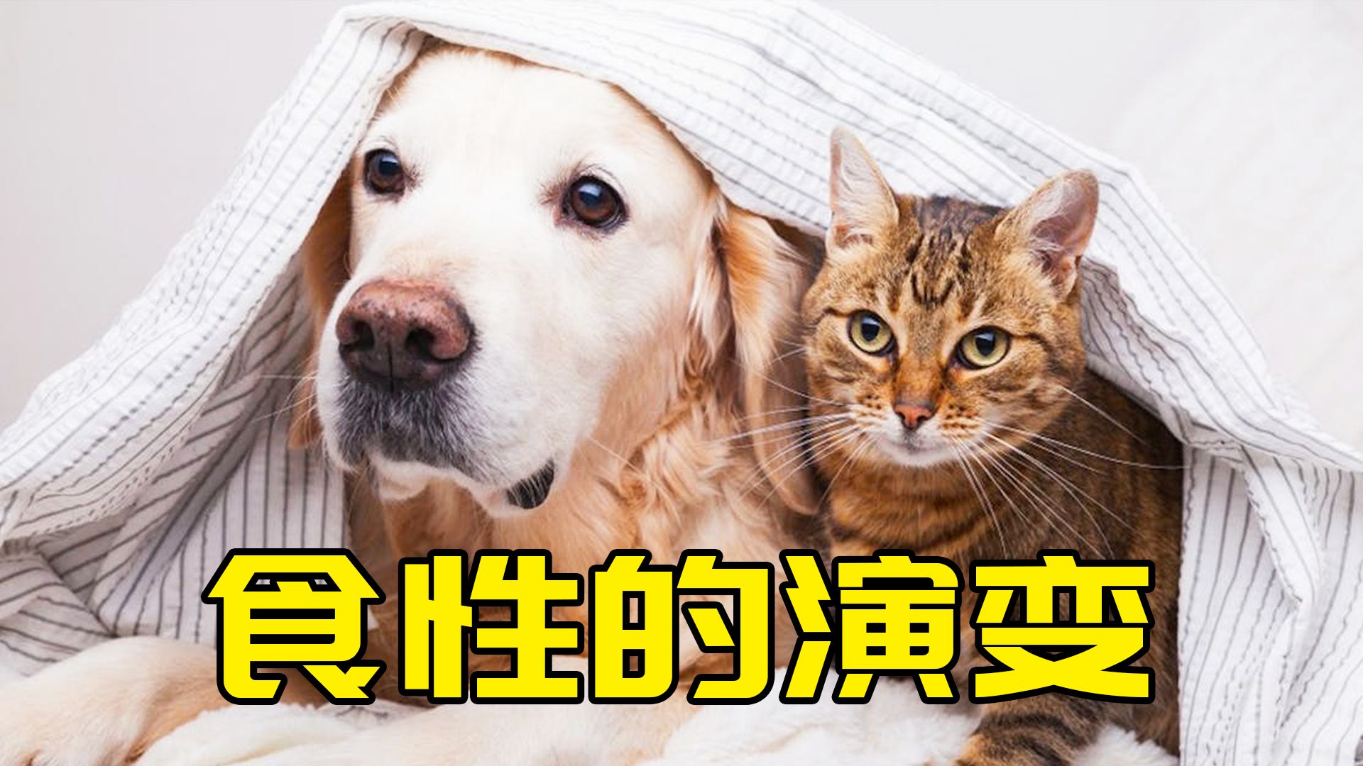 狗为什么会吃屎而猫却不会呢？这或许源自刻在基因里的生存本能！