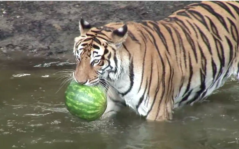 【大喵星人】大喵星人吃西瓜?视频在线观看
