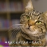 【纪录片】猫科动物的故事.第二集.可爱回应.3E帝国字幕组-中英特效字幕组