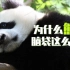 【小侠】超萌小动物合集第二弹！熊猫为什么脑袋这么大？