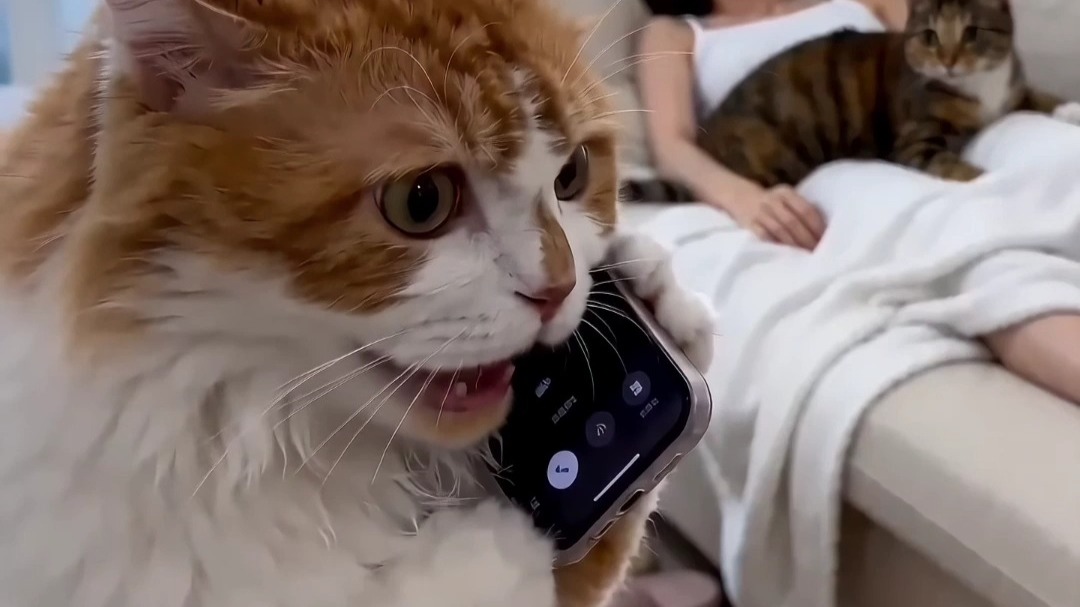 一定要人的爱吗？猫咪的爱不行吗？