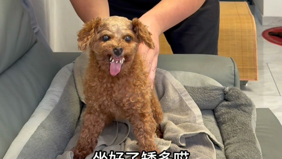 会唱歌的狗狗都没见过吧！