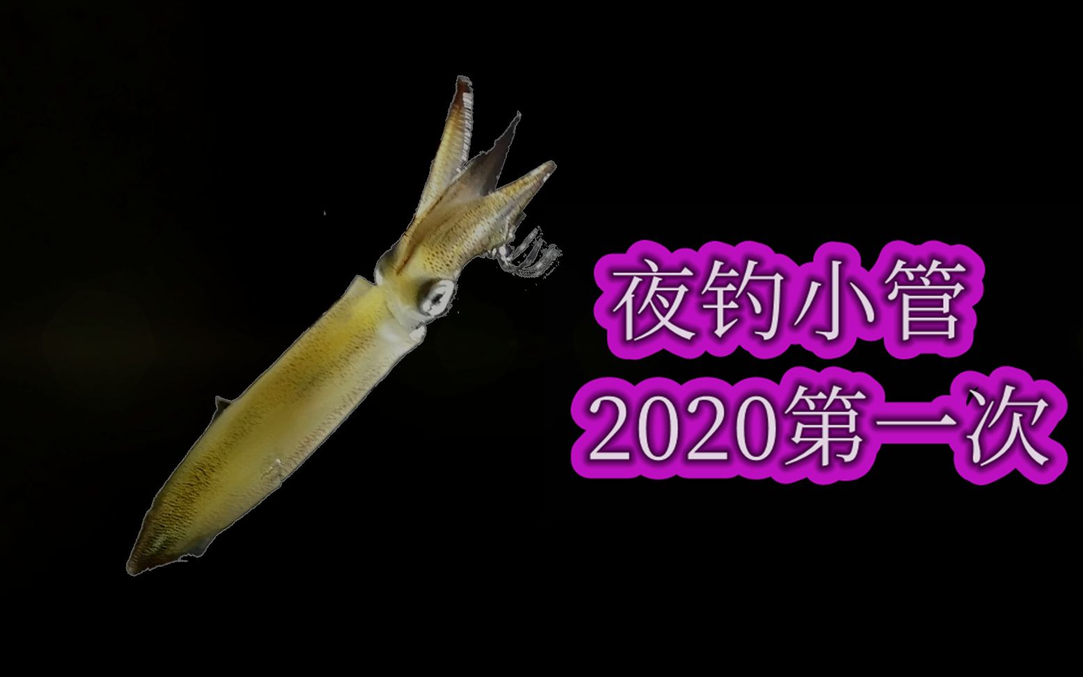 2020首次夜钓小管，小管鱿鱼一年比一年来的早了