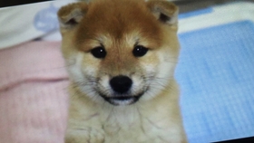 4a08d1bfd00fbb842c822e3cef96d8ebd52aba1b.jpg@280w_158h_1c_100q.jpg
