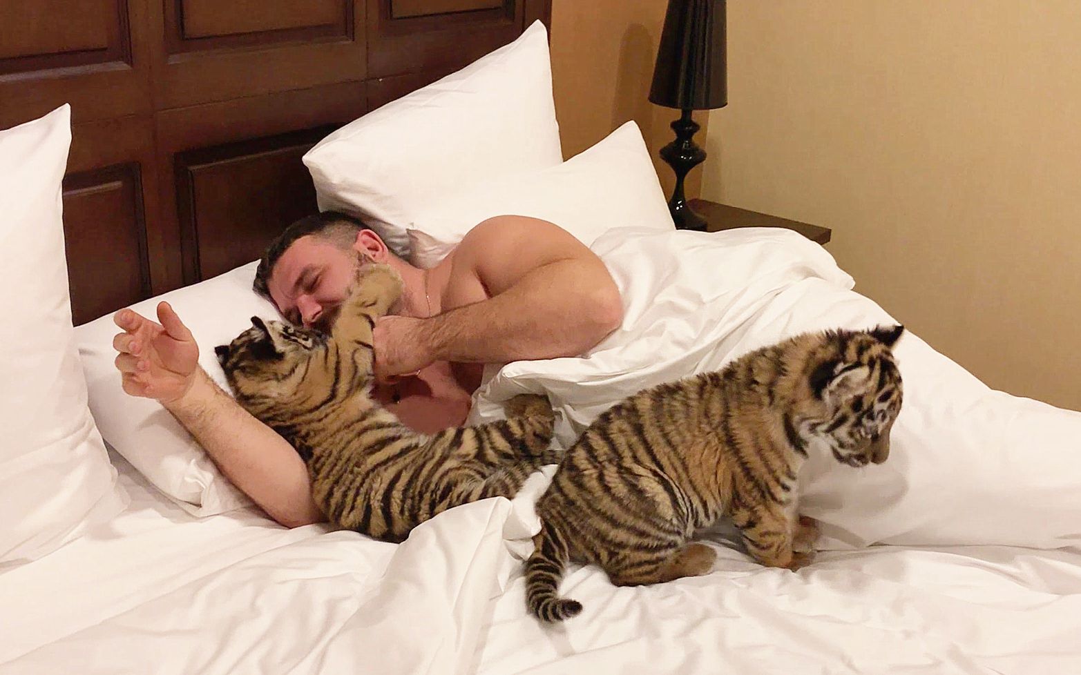 被2只小老虎缠住不让睡觉，是怎样的体验？