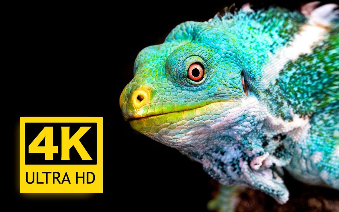 【4K】超高清美丽的爬行动物合集 / 作者：8K VIDEOS HDR 60FPS