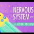 【10分钟速成课：解剖与生理】第9集 - 神经系统 part 2 动作！电位！