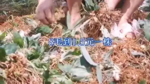 2021黄精最新市场价（云南春信农业）