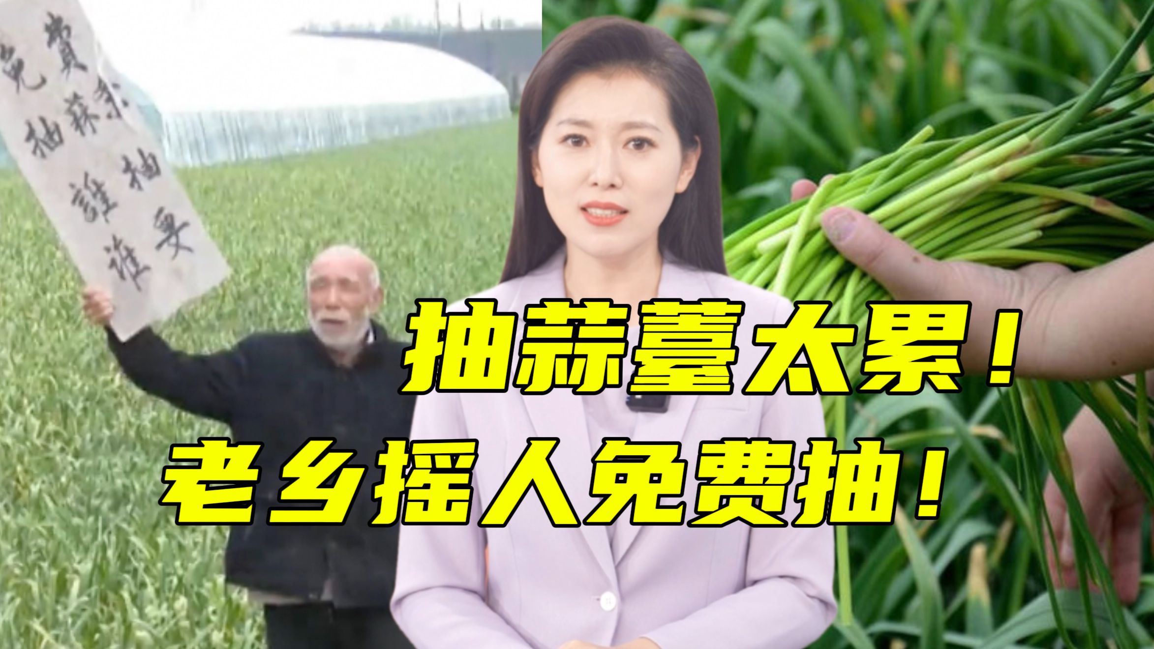 抽蒜薹累到怀疑人生，蒜农的无奈谁懂？！【主播说三农】