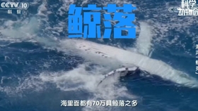 鲸落万物生曲谱_一鲸落万物生图片(2)