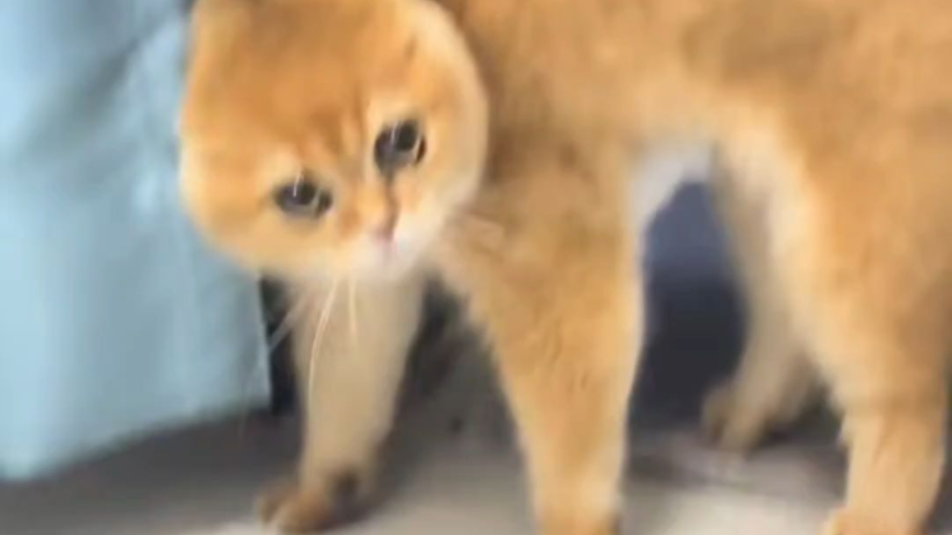 〖键帽TV〗我是一个球