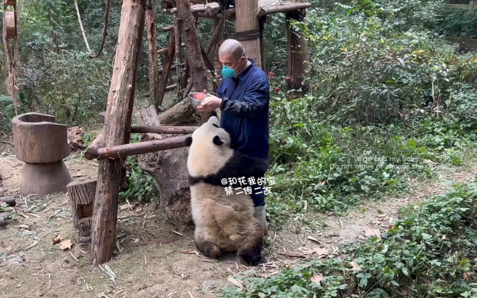 【大熊猫和花】12.13体育课，花花给了爷爷一个“大熊抱”自己cue流程，还一直和爷爷说话