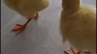 4a6b8a82fb9c07602db4f24ae993f99bebb76dd2.jpg@310w_174h_1c_100q.jpg