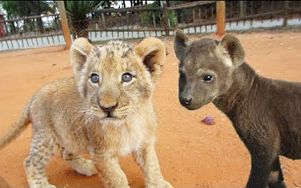 可爱的狮子宝宝和鬣狗宝宝，敌对物种的和平日常