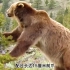 14头狼围攻600公斤棕熊，妄图抢夺食物，棕熊面对群狼丝毫不虚