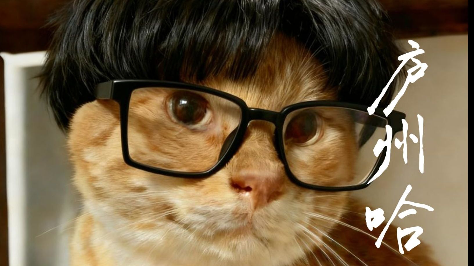 【哈基米音乐】🐱庐州哈（庐州月）🐱