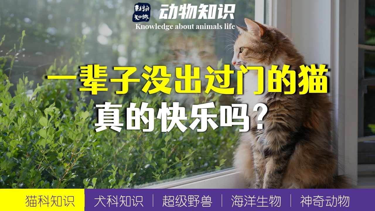 室内猫极度幸福的10个表现！