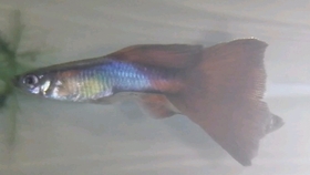 4ac9548ceb2c4bd039e3181c1db8b46914a8e5fc.jpg@280w_158h_1c_100q.jpg