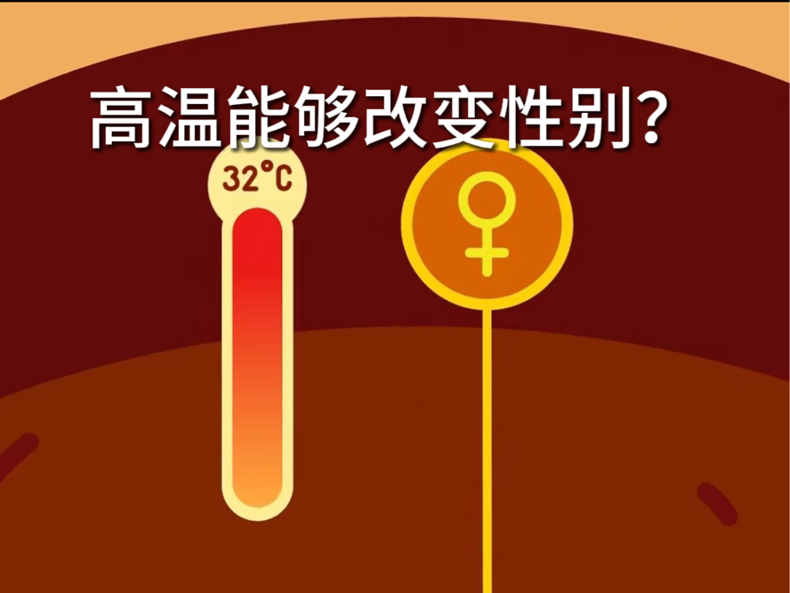【Kurz】温度能够决定性别？