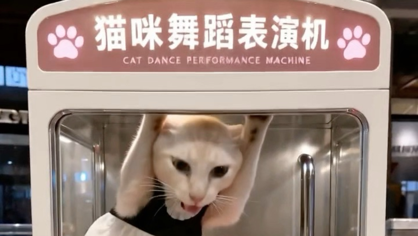 猫儿这个舞蹈