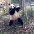 当功夫熊猫疯起来的时候是无敌的