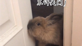 4b1bb0c74cba440b0e52f5d1478b77b47c1867a7.jpg@280w_158h_1c_100q.jpg
