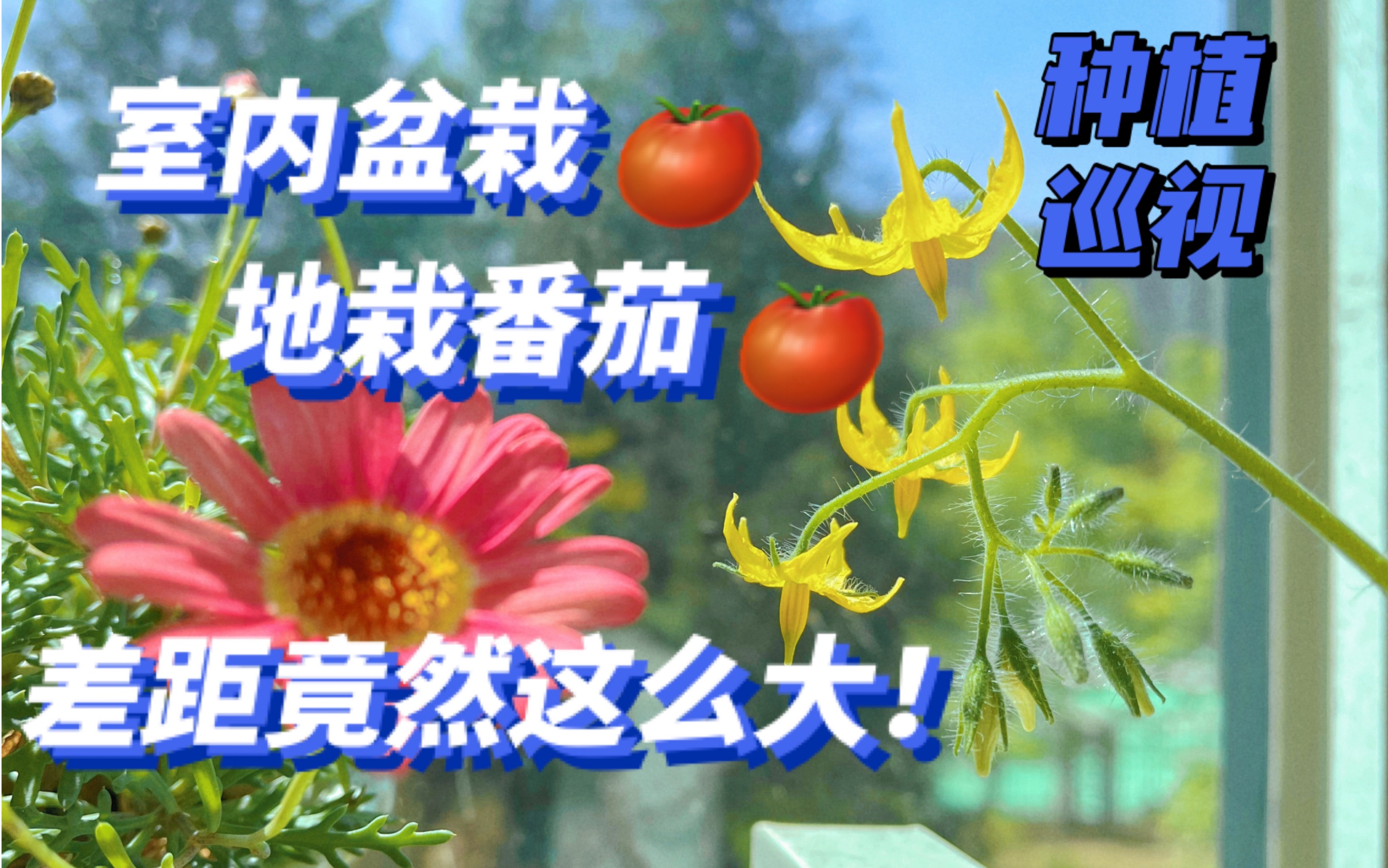 【阳台种菜】室内盆栽与地栽的番茄差距竟然这么大？！｜红宝番茄｜釜山88｜高山草莓｜疯狂的巴里｜角堇｜西红柿｜种植｜vlog｜新手友好