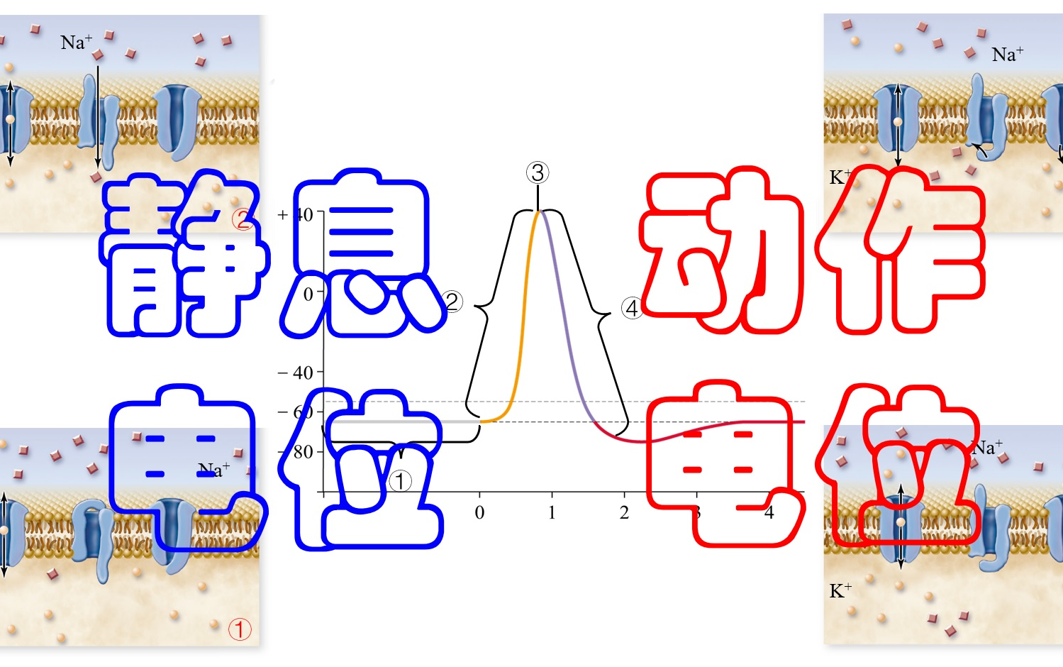 选择性必修1第二章第3节:神经冲动的产生和传导(第1课时)(新教材新授课)哔哩哔哩bilibili