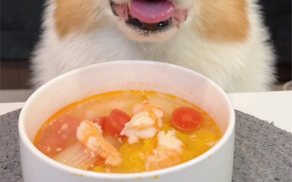 柯基犬喝鲜虾蔬菜汤