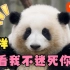 熊猫粉丝圈最大的未解之谜被破解了！大熊猫花花居然真的没有XX！