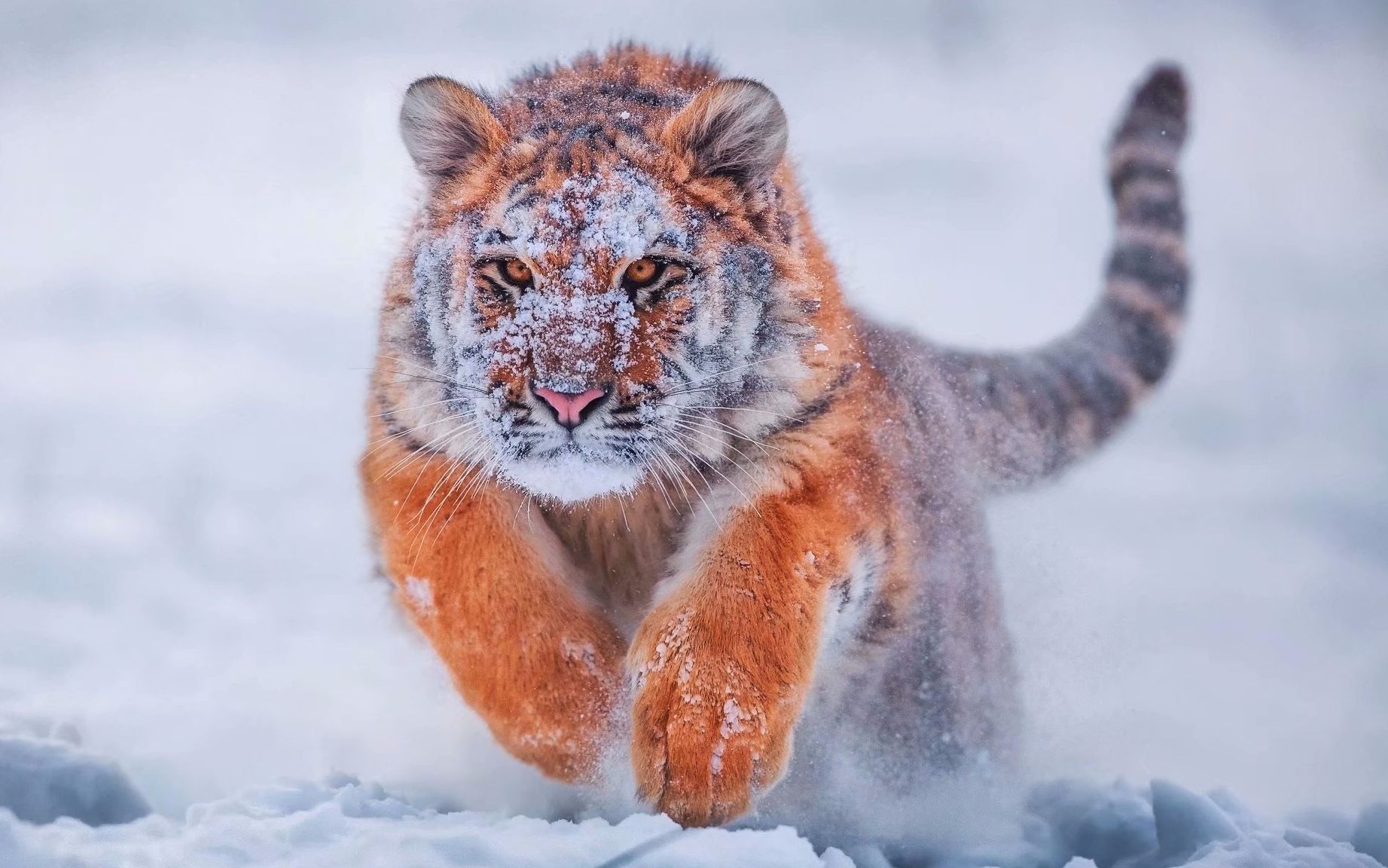 毛茸茸的小东西 幼年白虎和东北虎在雪地玩耍