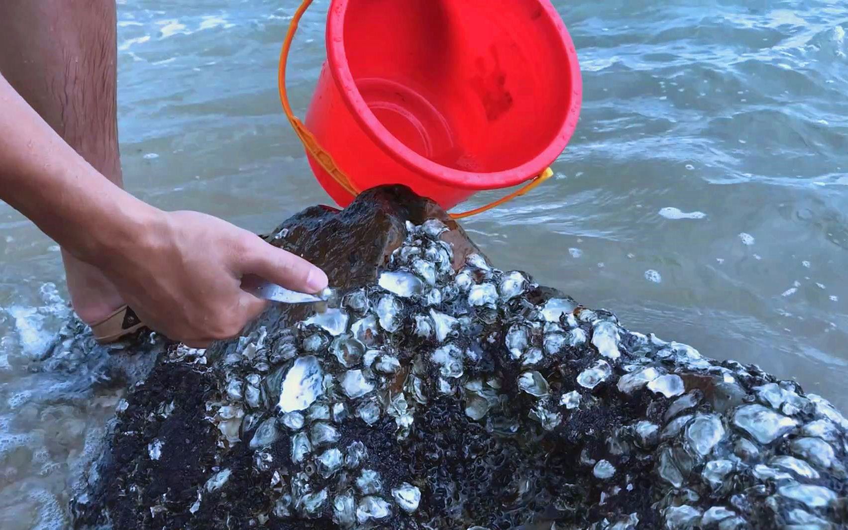 海边的礁石上沾满了小蚝,起一点用来做蚝烙,味道太好吃了