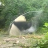 【熊猫】功夫熊猫之北川大战怪兽