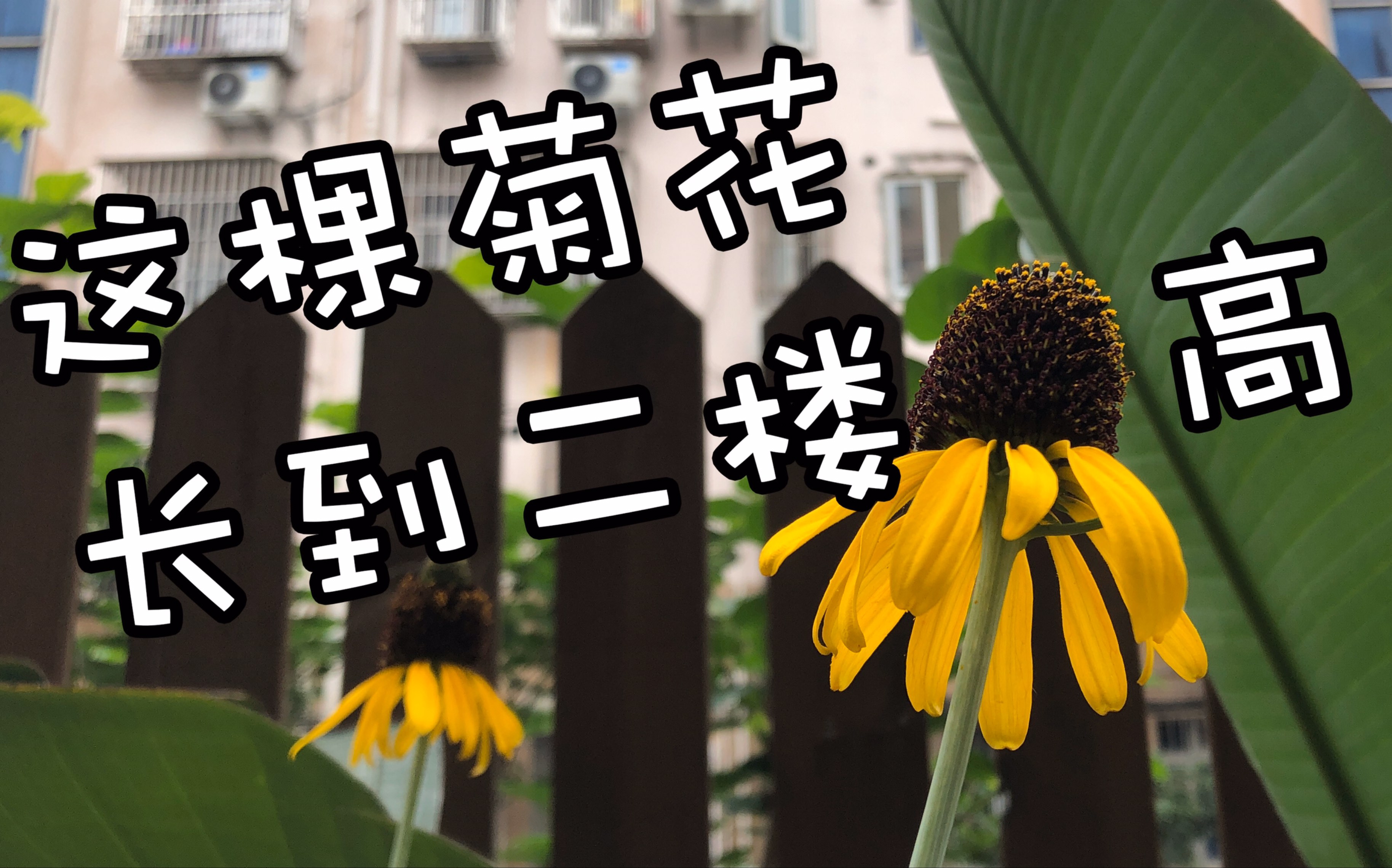活动作品花园比高大赛盆栽蒲棒菊捅破天
