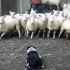 一只真正的牧羊犬工作过程，圈羊能力，远超乎一般的水平！