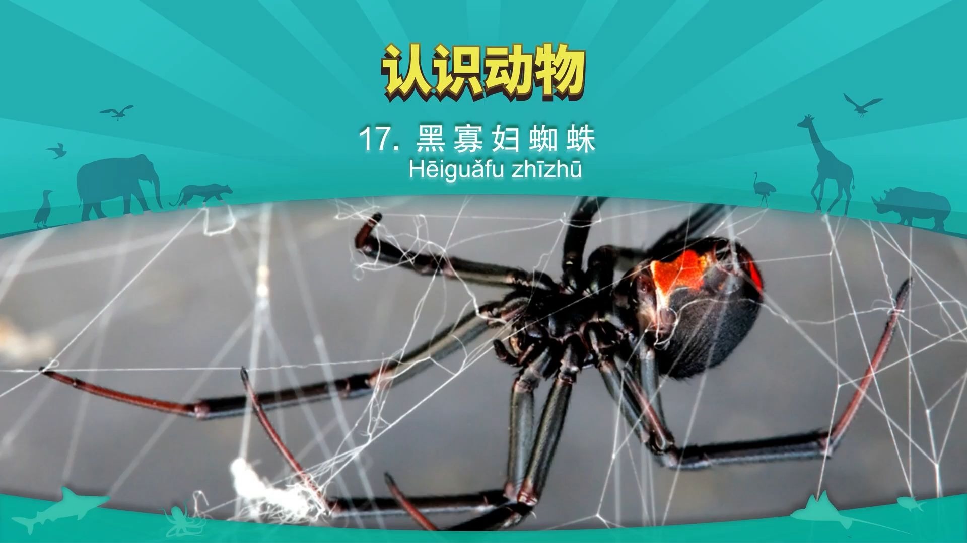 【认识动物】17、黑寡妇蜘蛛