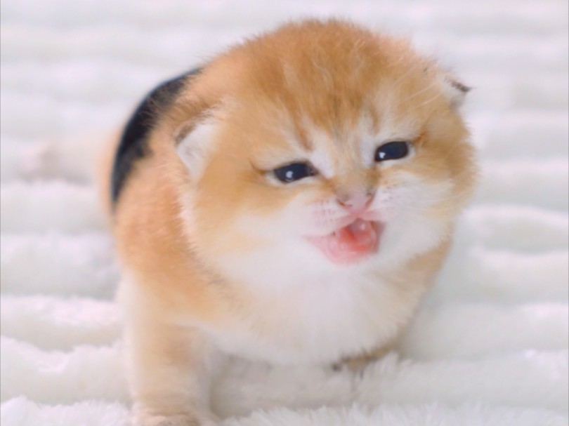 今天制作一个猫猫寿司，可爱化了!