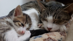 小孩子买小奶猫 4ba041fbacd0cf5b42e92aaedc7f83bbb98df513.jpg@280w_158h_1c_100q.jpg
