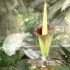 世界最大最臭的花居然扎堆在美国开放？看看这条有味道的视频。。。