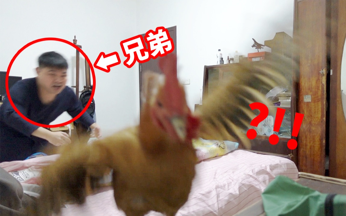 我把一只鸡偷偷放进了兄弟的房间！他的反应笑死我了哈哈哈哈！！
