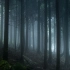 和来自B站的UP摄影师一起拍摄雨中迷雾森林