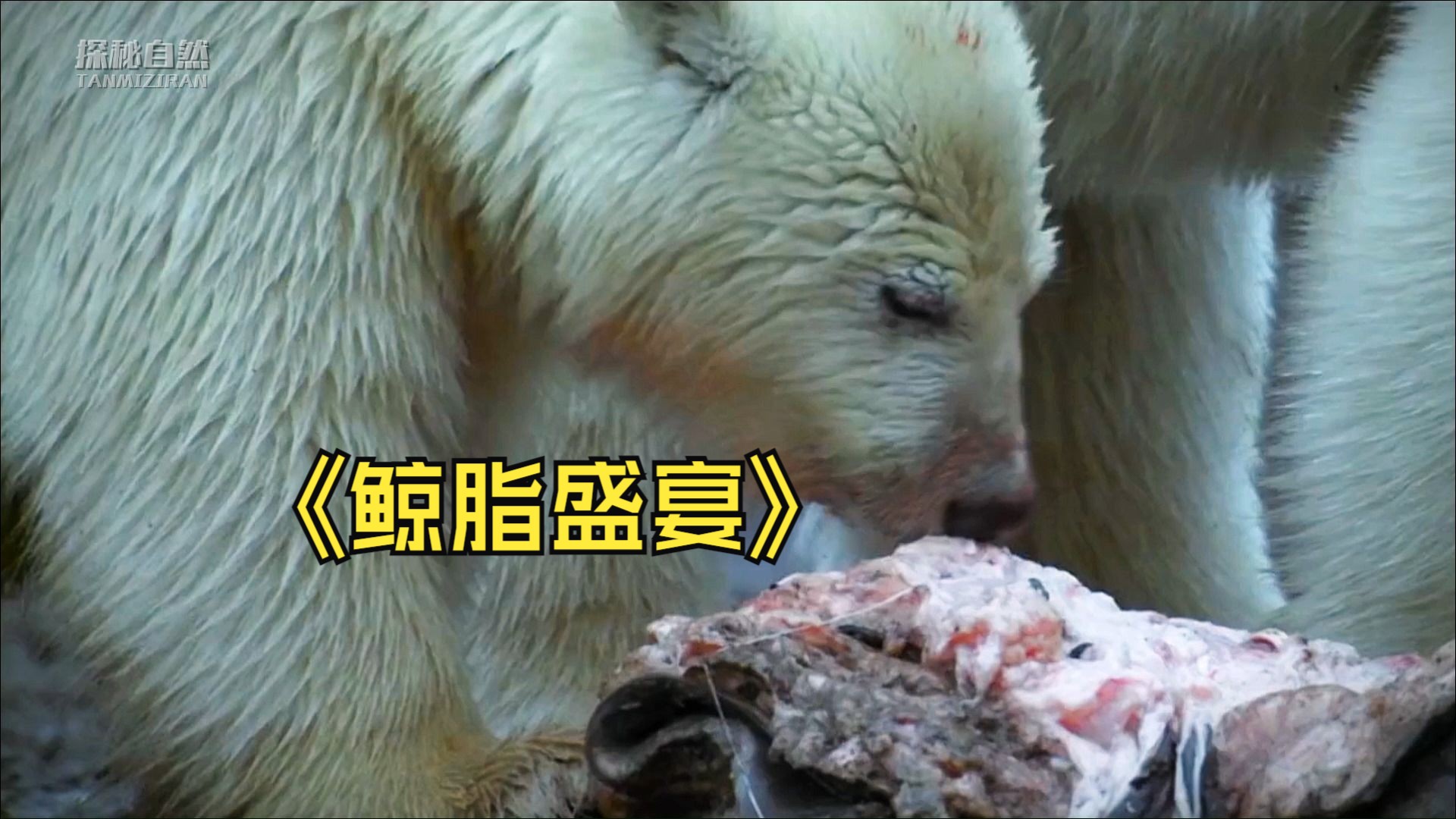 软糯香浓的鲸脂大餐，是北极熊可遇而不可求的滋补佳品