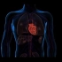 人教版 生物下册 输送血液的泵—心脏（一）-视频素材(1)