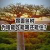 猴面包树为啥能吃能喝还能住
