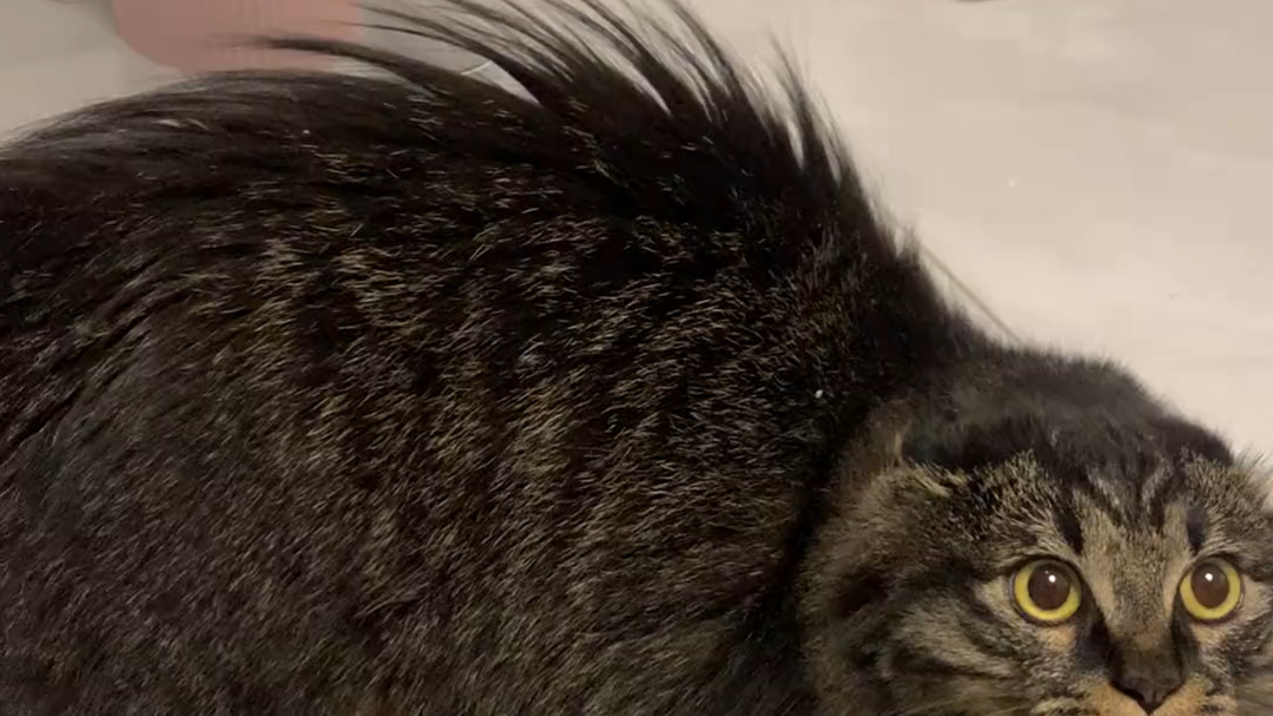 小猫子是怎么了？有谁知道？基供向
