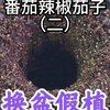番茄换盆假植
