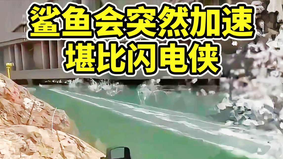 鲨鱼现在会瞬移加速！真的太恐怖了！【三角洲行动】