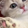 30.试试用牙刷刷我家小猫咪额头，他竟真的想妈妈了