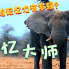 大象的记忆力有多强？探寻大象为何被称为“记忆大师”的奥秘
